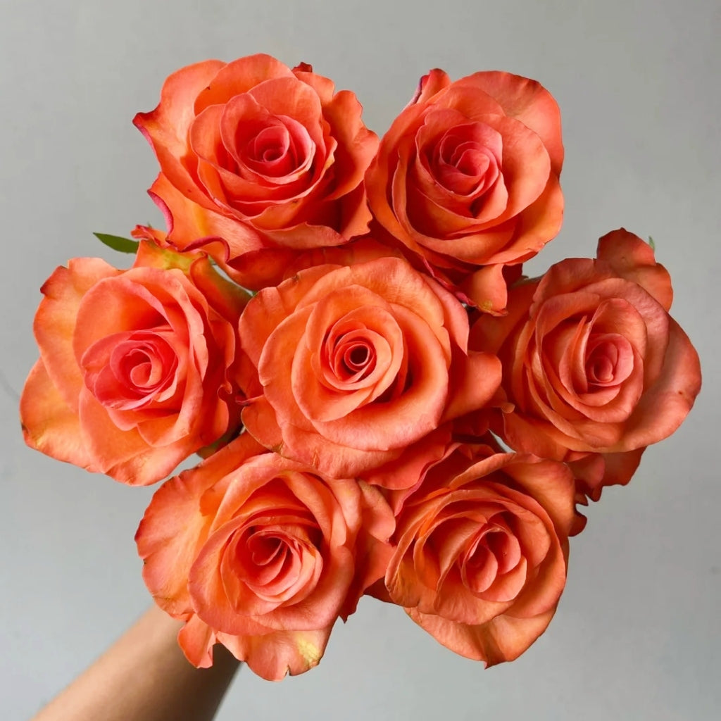Donghua Rose