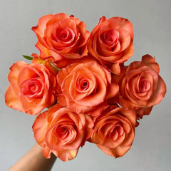 Donghua Rose
