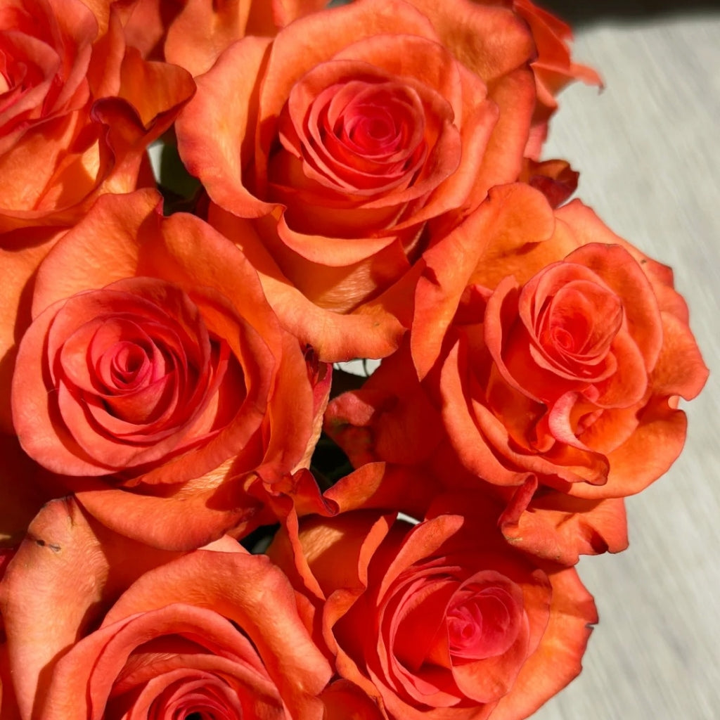 Donghua Rose