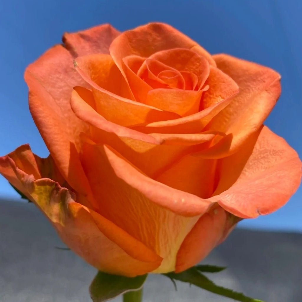 Donghua Rose