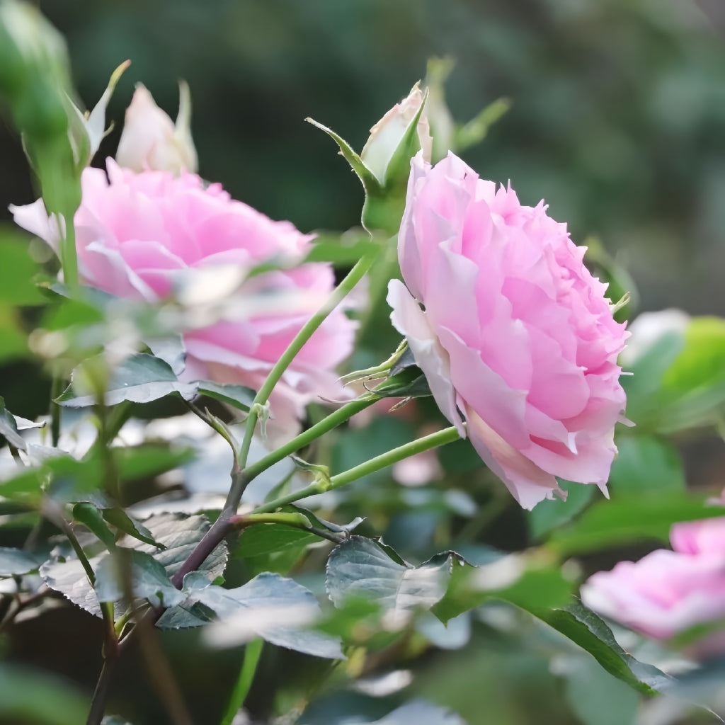 Doniazade Rose