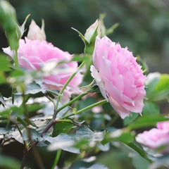 Doniazade Rose