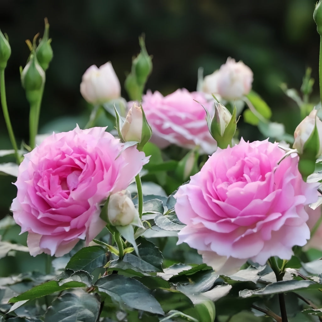 Doniazade Rose