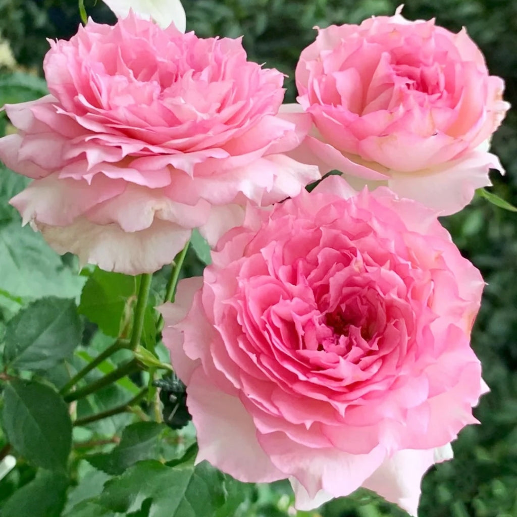 Doniazade Rose