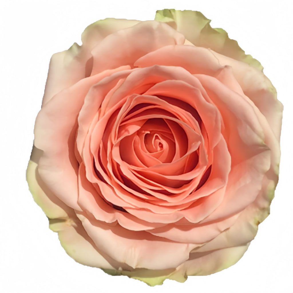 Doris Day Rose