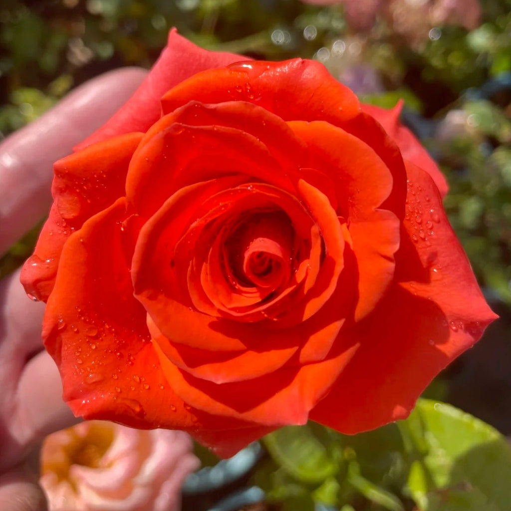Dragon Tale Rose
