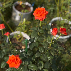 Dragon Tale Rose