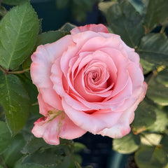 Dulzet Rose