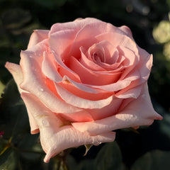 Dulzet Rose
