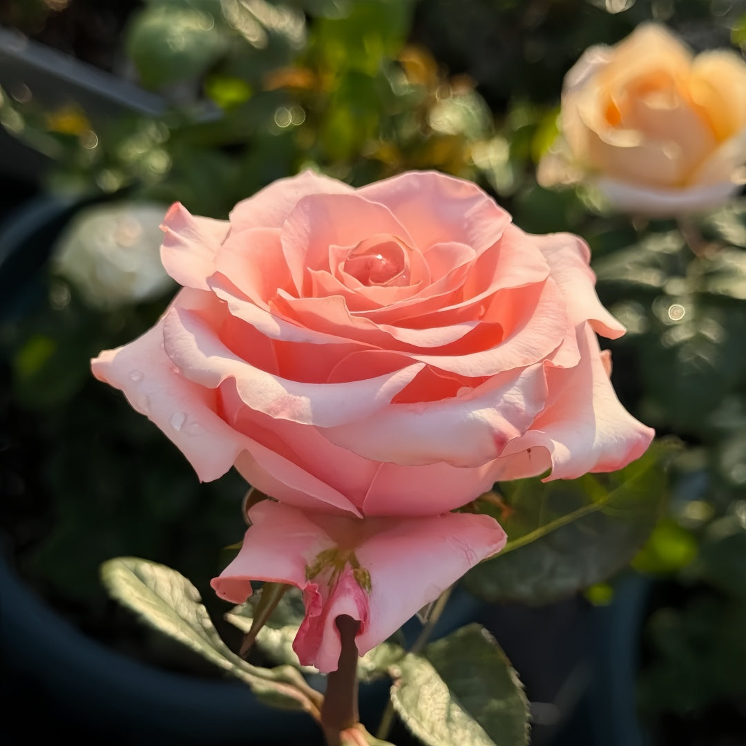 Dulzet Rose