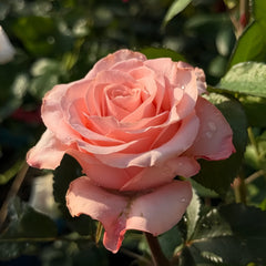 Dulzet Rose