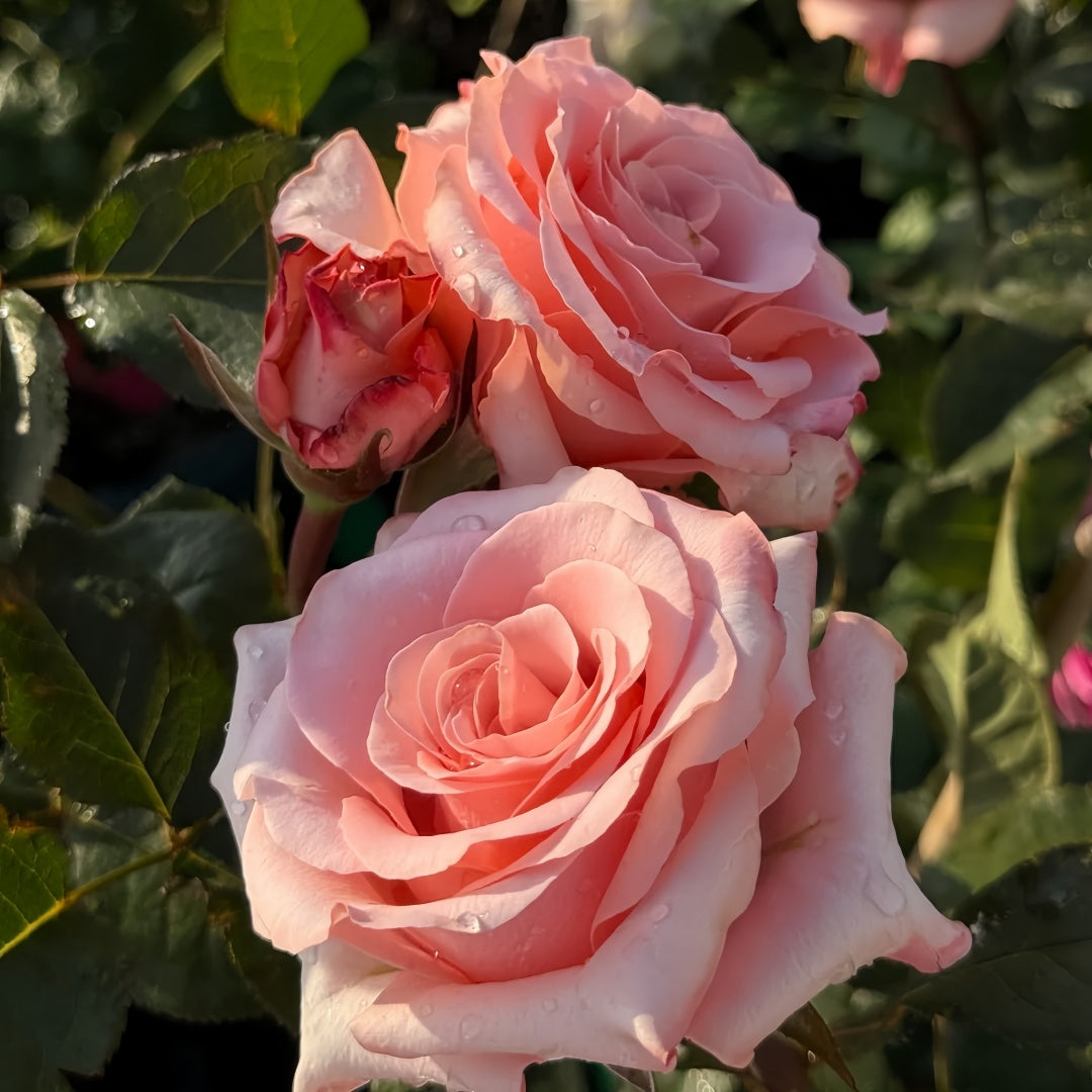 Dulzet Rose