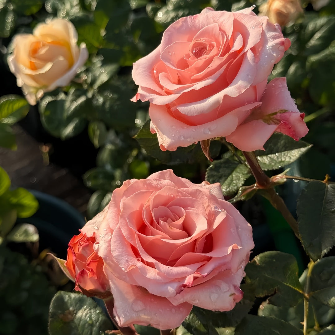 Dulzet Rose