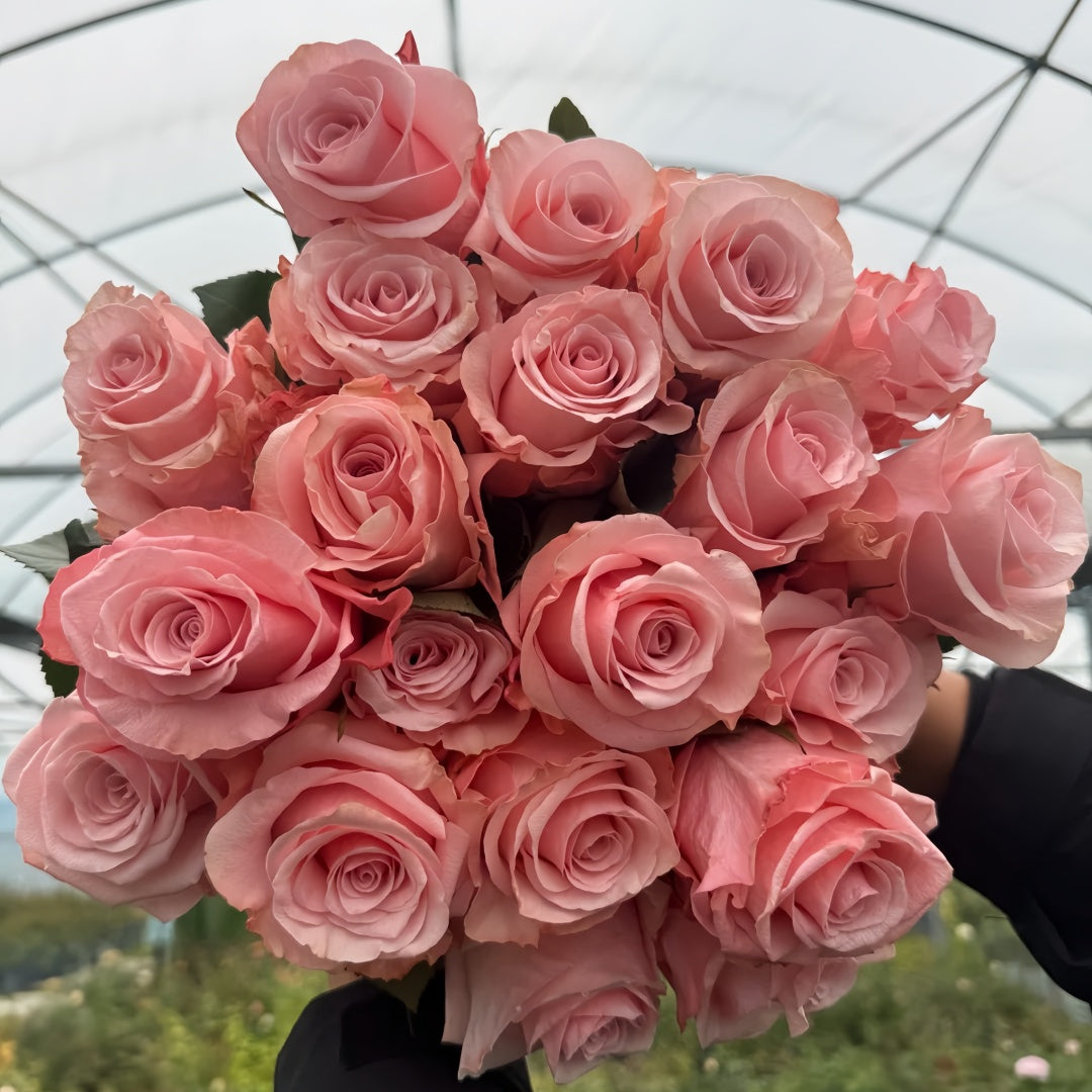 Dulzet Rose