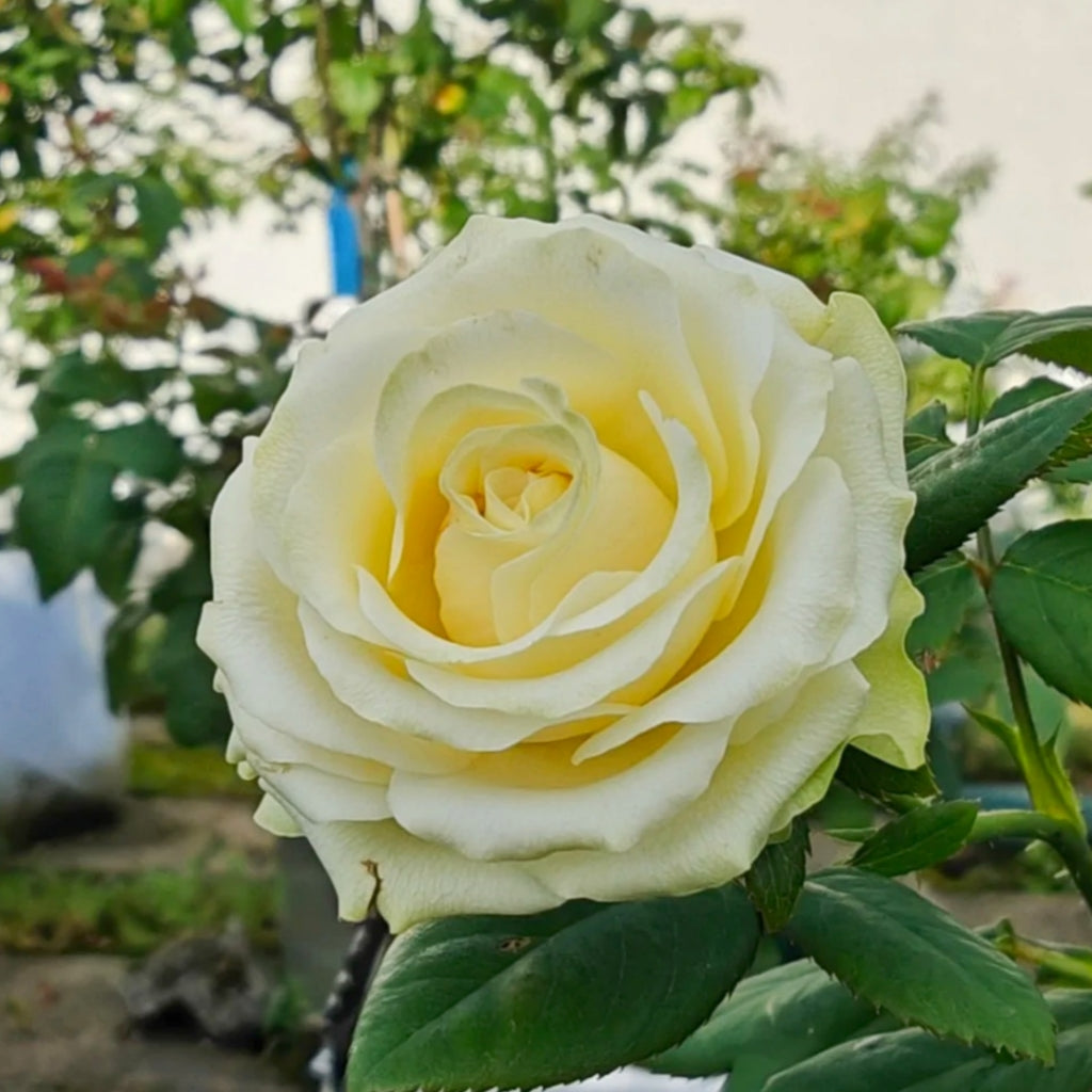 Dynamic Rose
