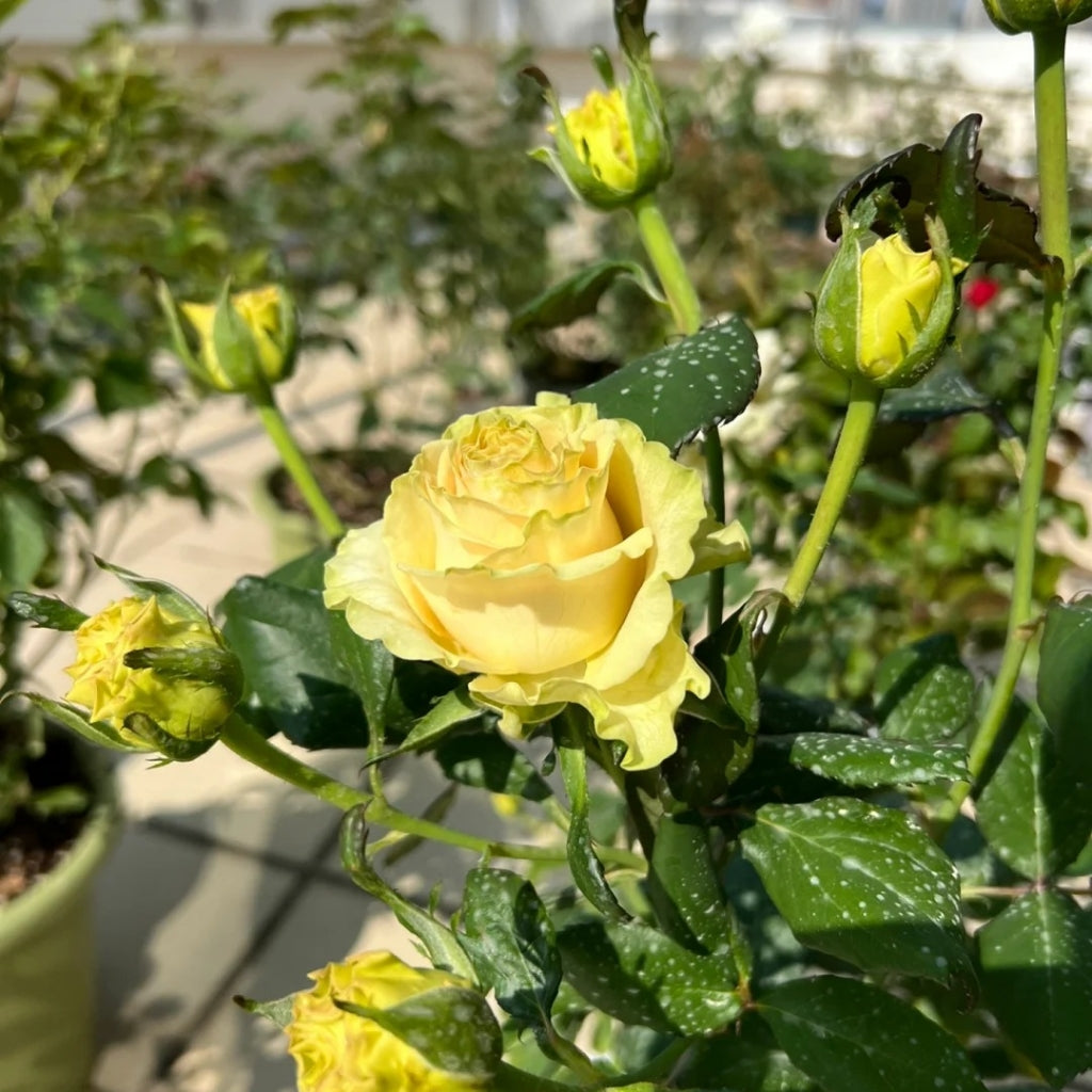Dynamic Rose