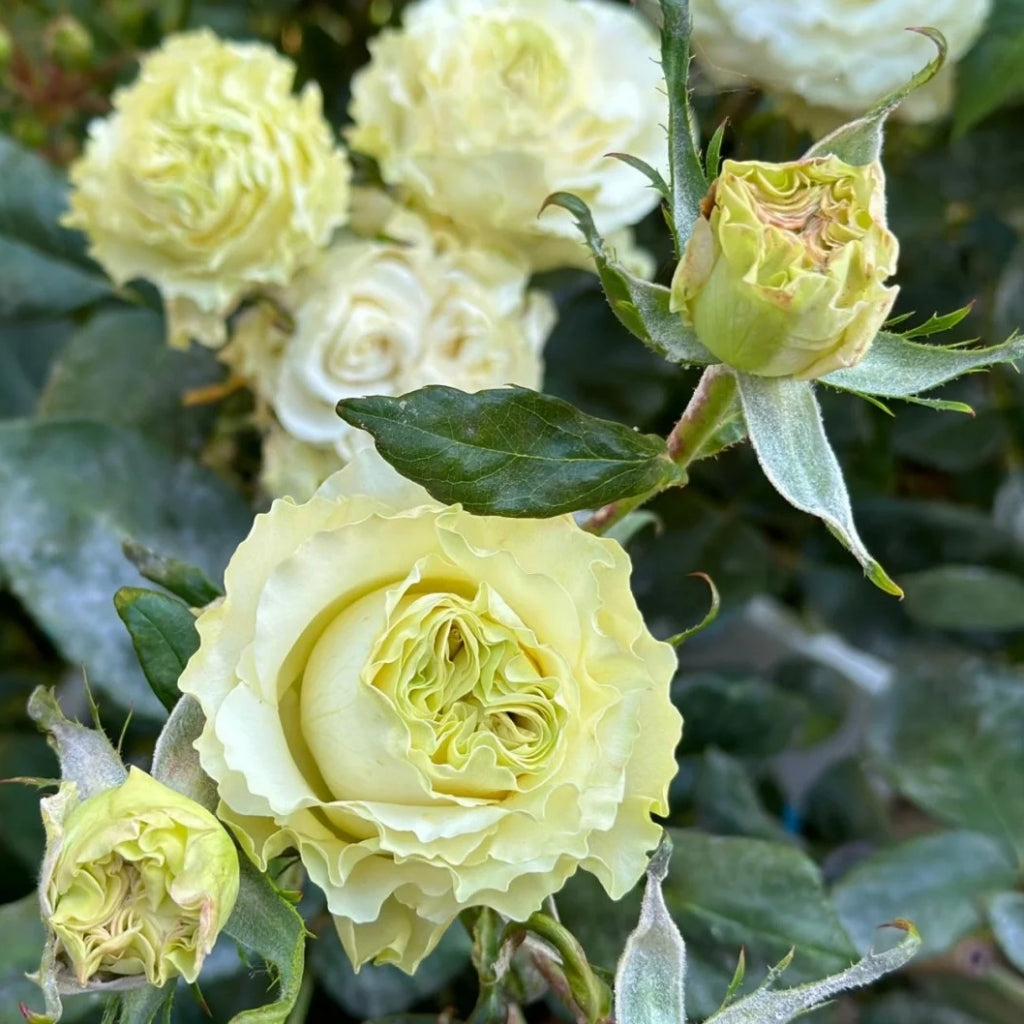 Dynamic Rose