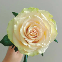 Dynamic Rose