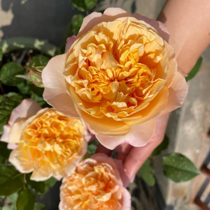 Edith Rosa Edith Rose – Rosesplant