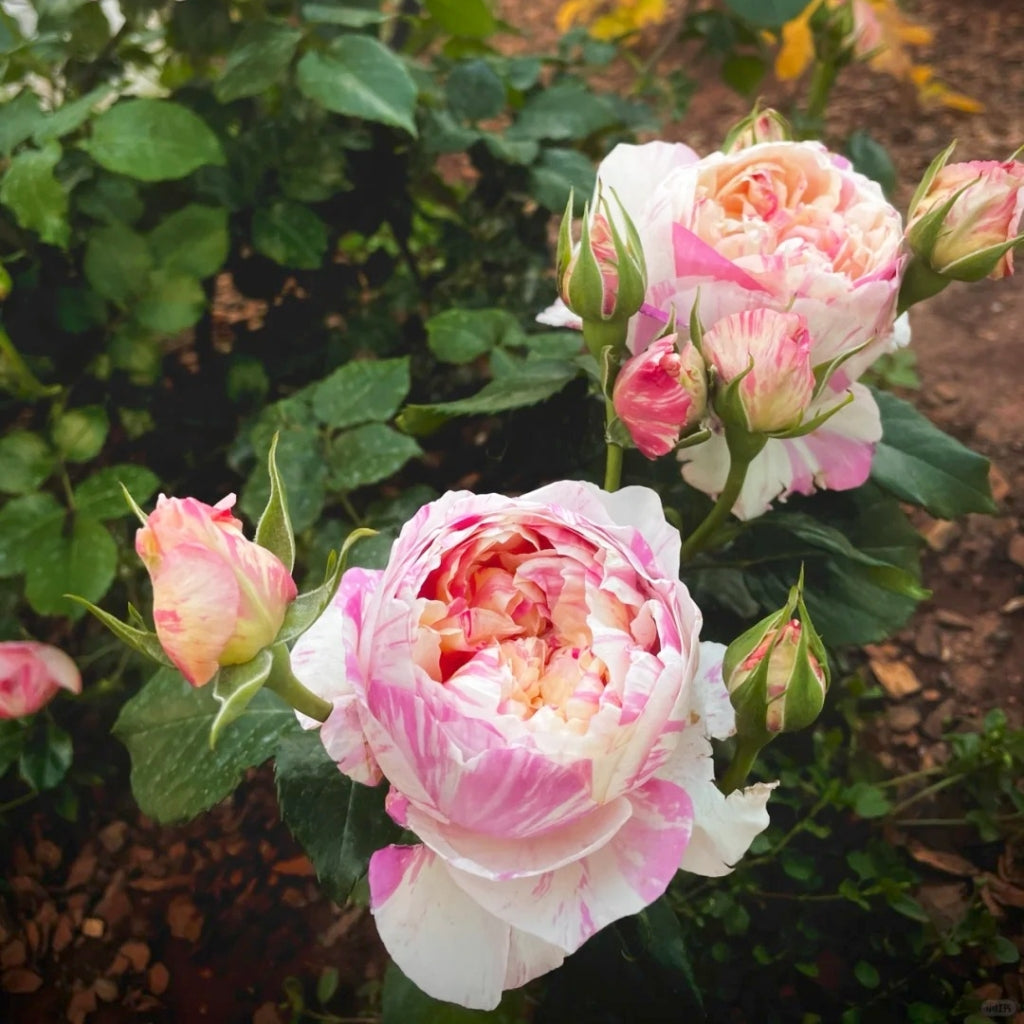 Edouard Manet Rose