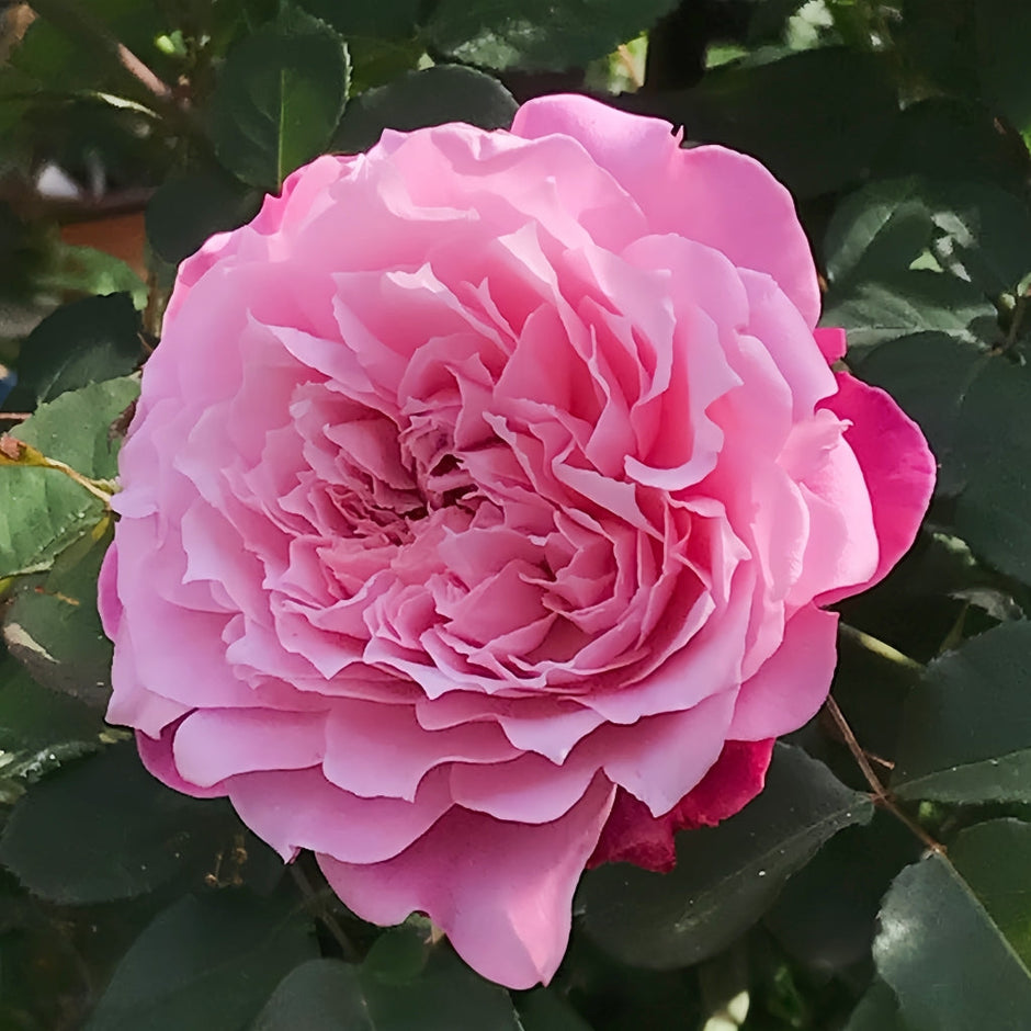 Asian Roses – Rare Fragrant Beauties from Japan & China – Rosesplant
