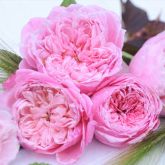 Ehon no Bara Rose