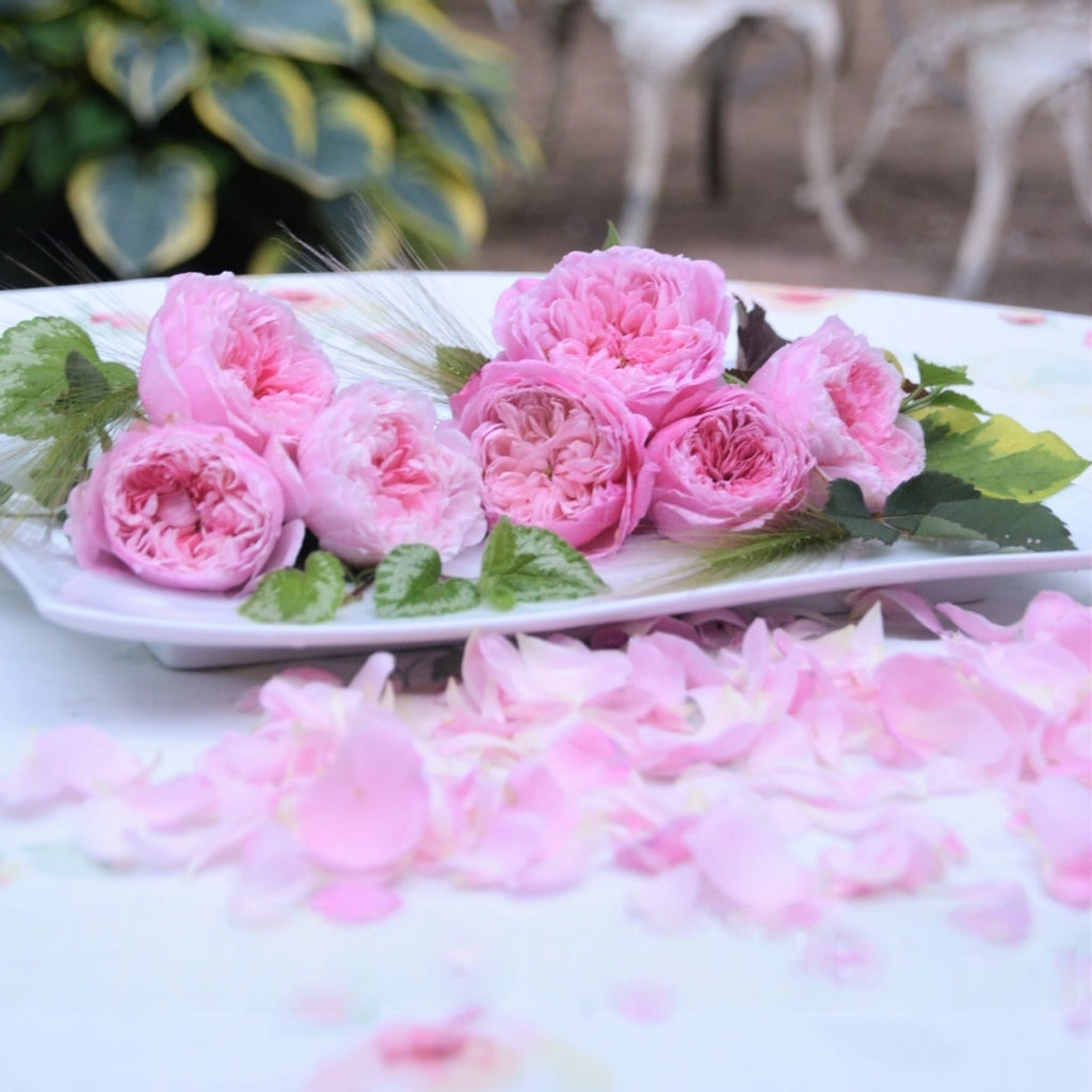 Ehon no Bara Rose
