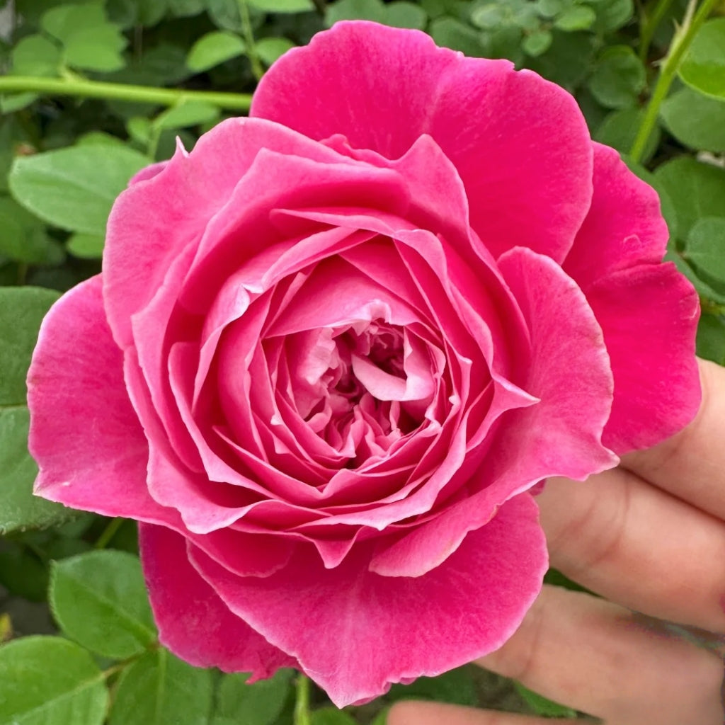 Ehon no Bara Rose