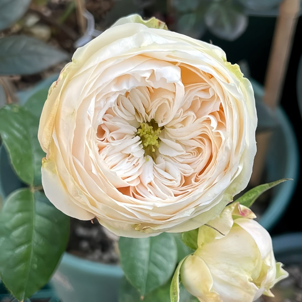 Emma Woodhouse Rose plant with glossy green leaves, nearly thornless stems, and abundant flowering