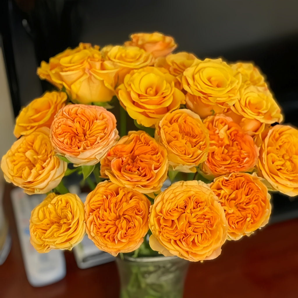 Endless Summer Rose