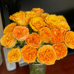 Endless Summer Rose