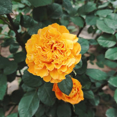 Endless Summer Rose