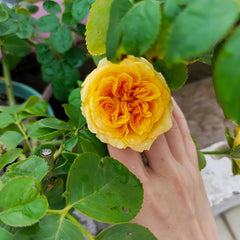 Endless Summer Rose