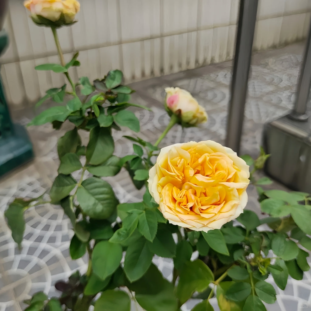 Endless Summer Rose