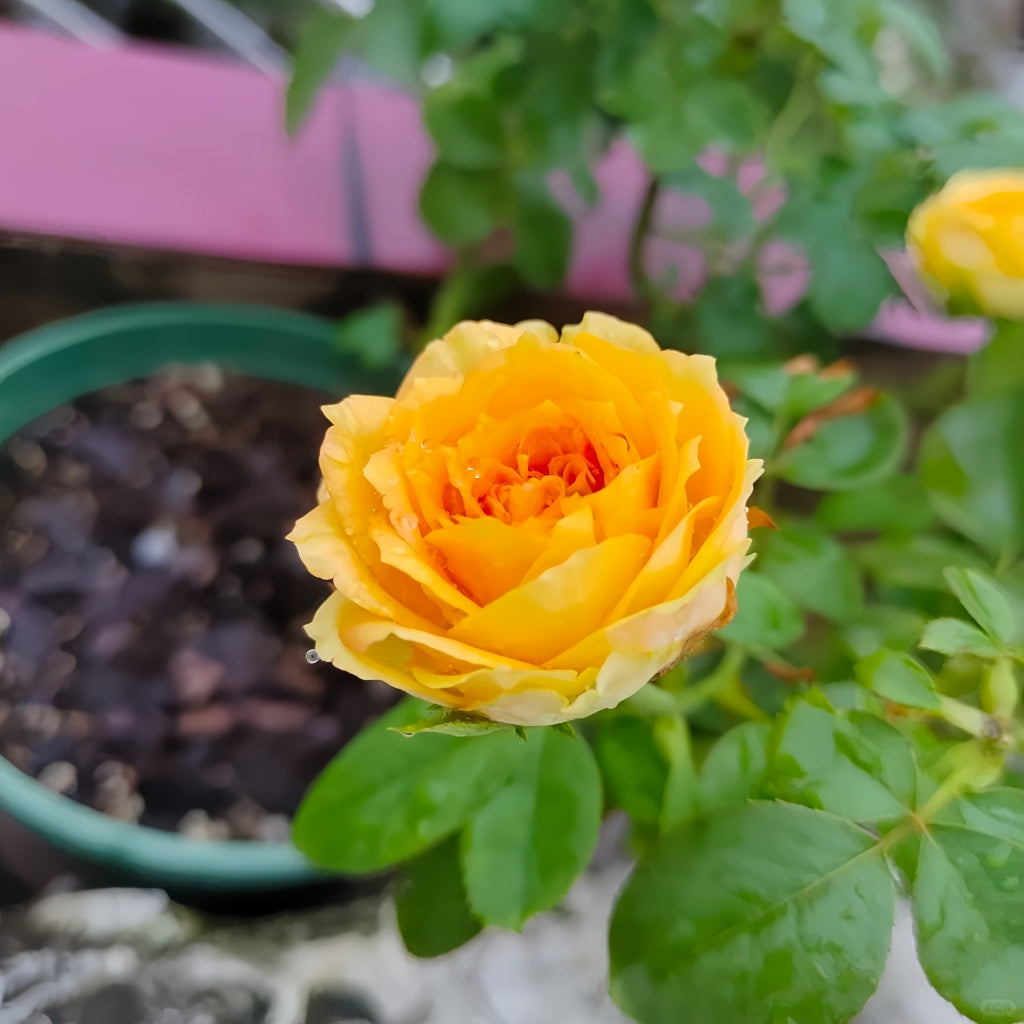 Endless Summer Rose