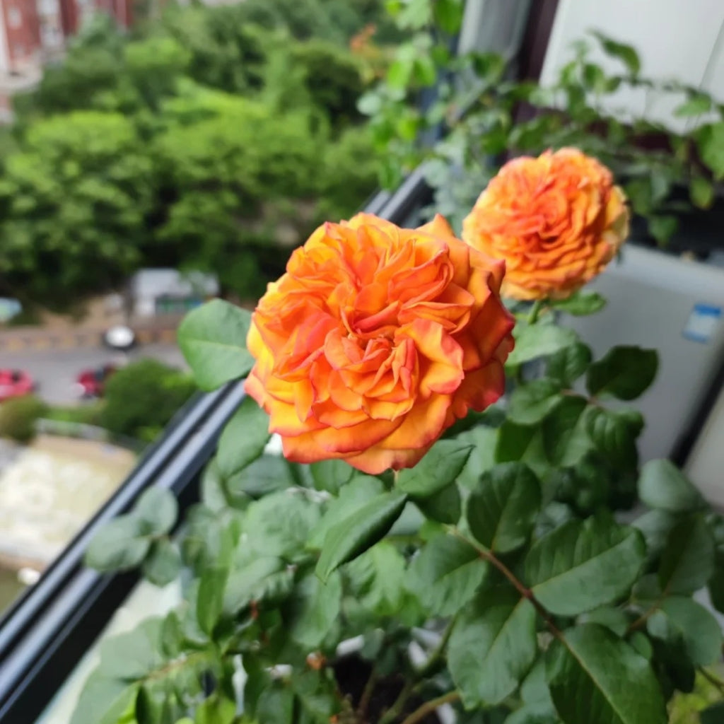 Endless Summer Rose