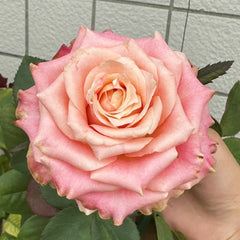Escalante Rose
