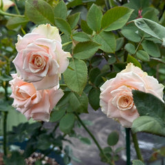 Escalante Rose