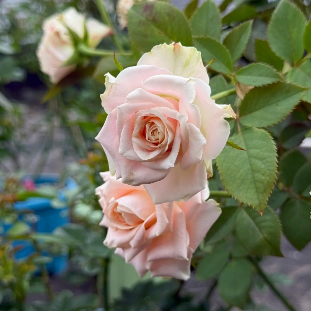 Escalante Rose