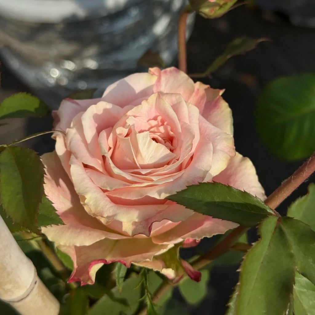 Escalante Rose