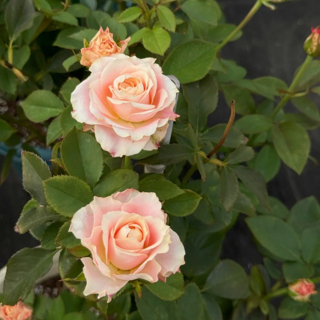 Escalante Rose