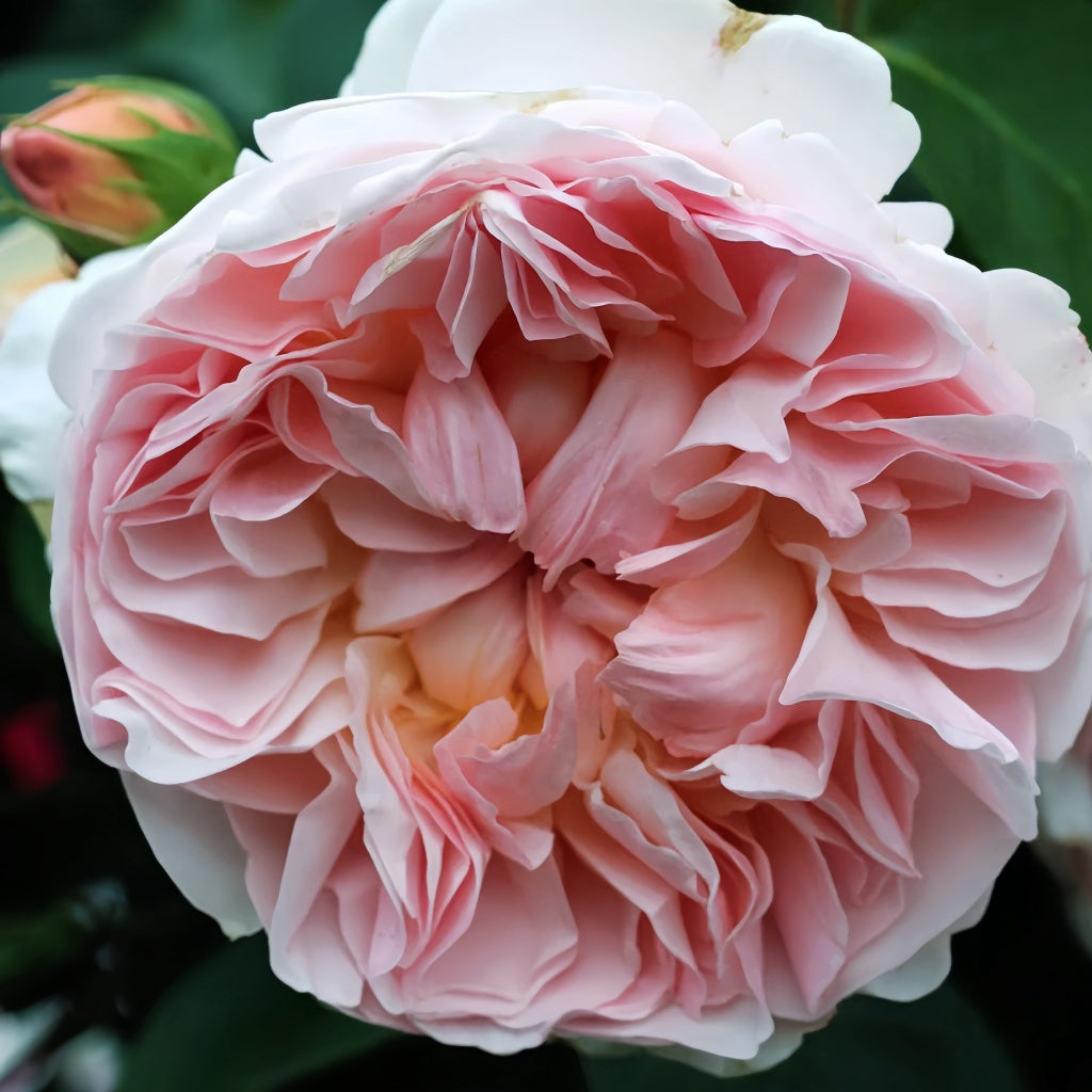 3rayech Rose Evelyn Rose – Rosesplant