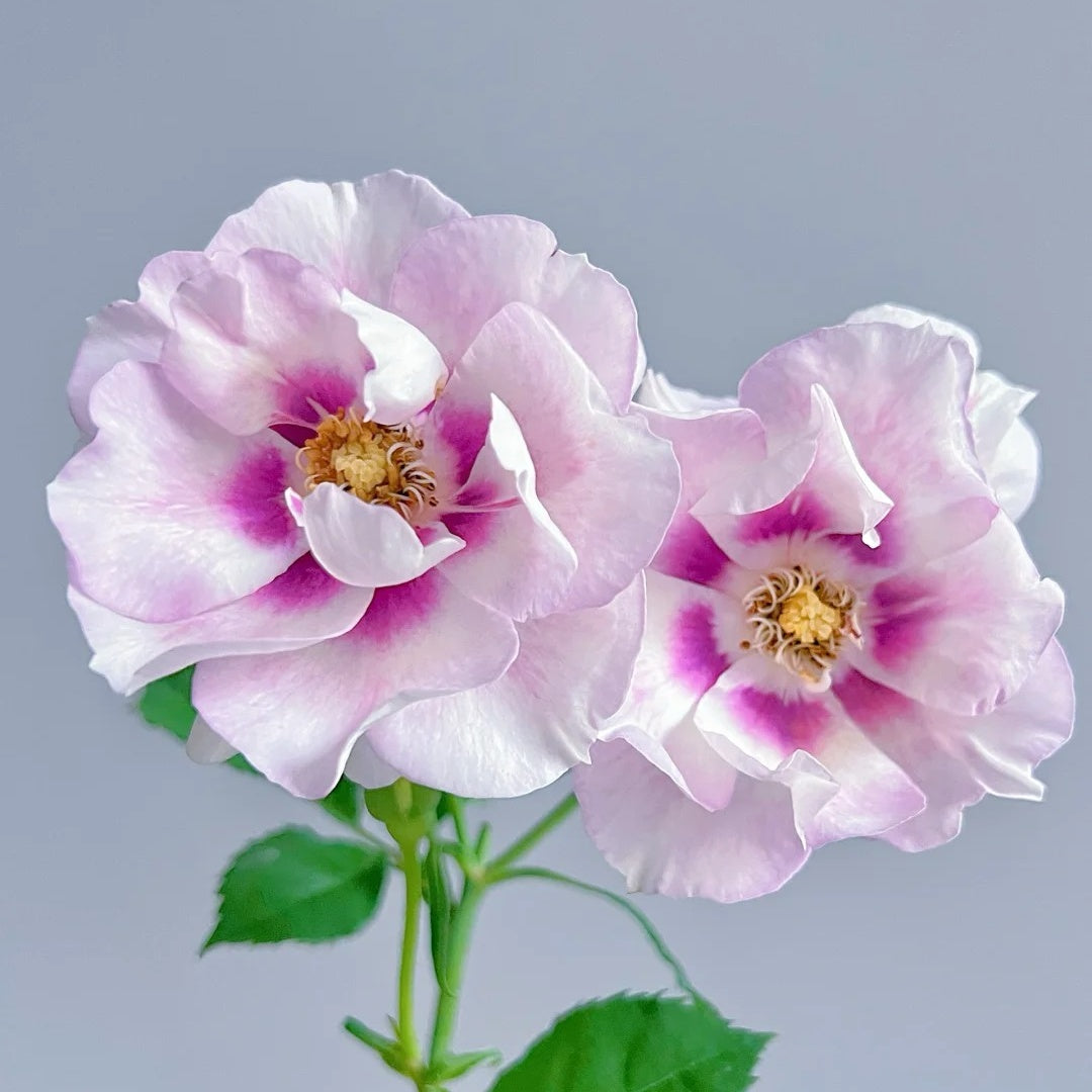 Eyes for You Rose