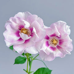 Eyes for You Rose