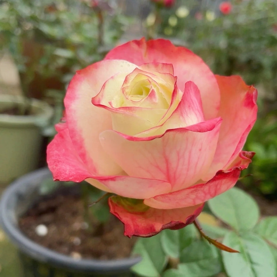 Multicolored Roses – Rosesplant