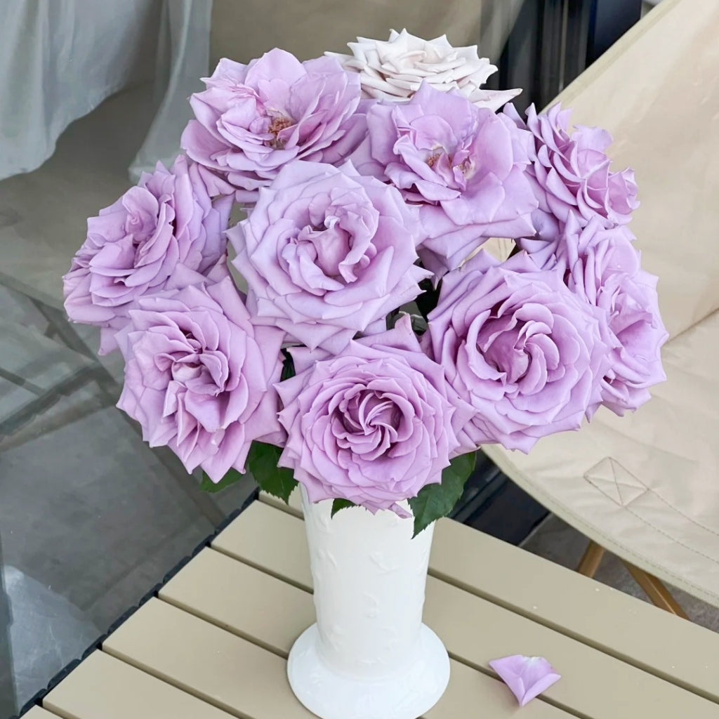 Fashion Nova Rose