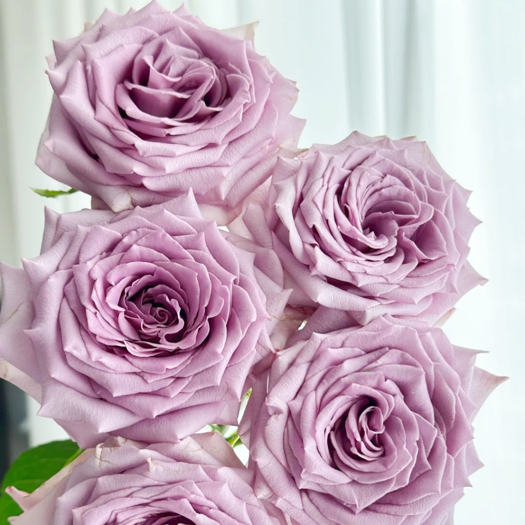 Fashion Nova Rose