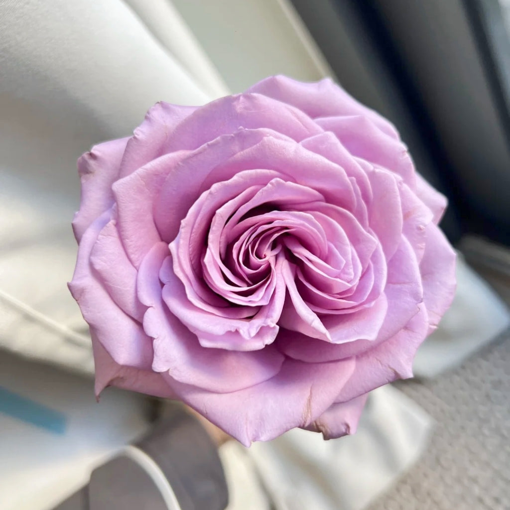 Fashion Nova Rose