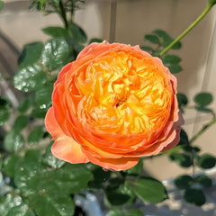 Fat Apricot Rose-杏子肥