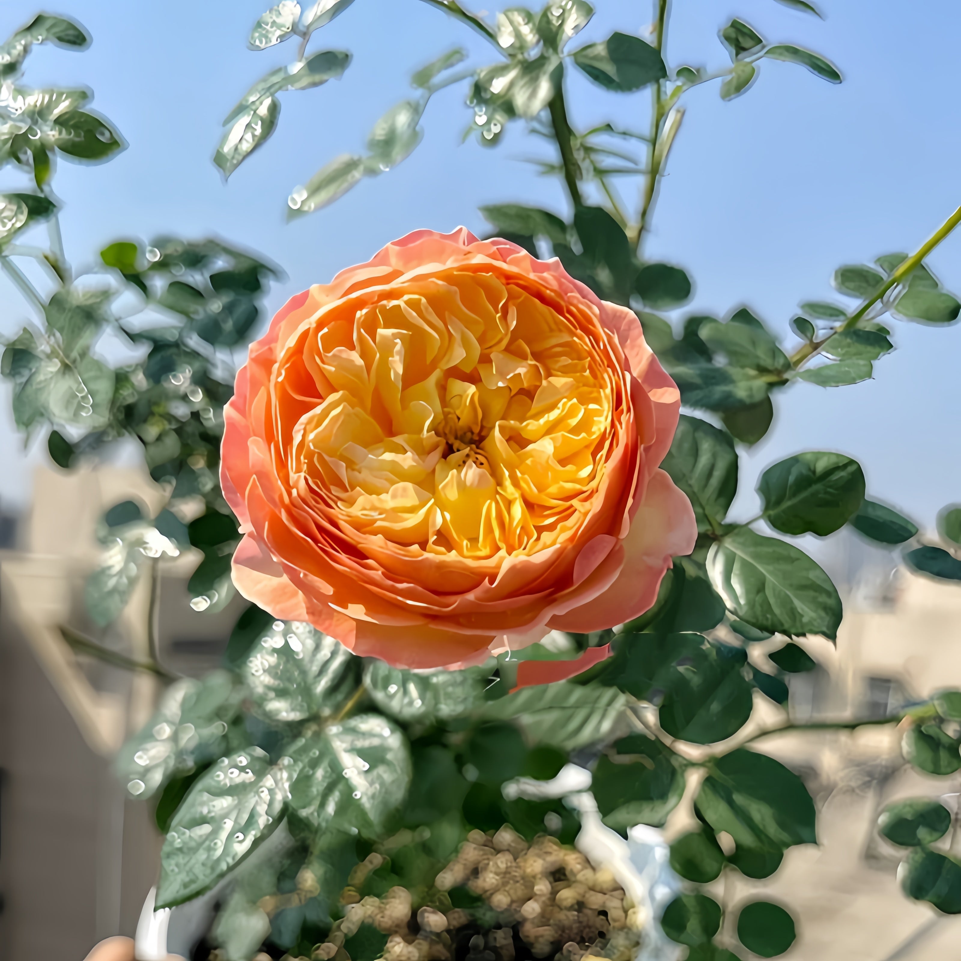 Fat Apricot Rose-杏子肥